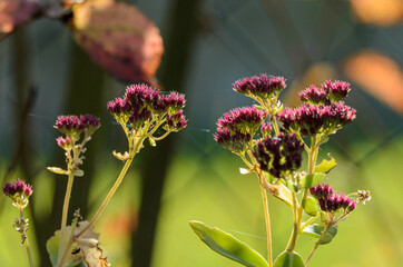 violette Herbst Pflanze im Sonnenlicht vor einem Bokeh Hintergrund
