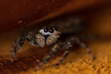 Jumping spider