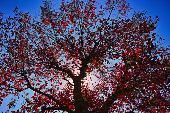青空背景で逆光の翼果のついたアキニレと思われる木の紅葉