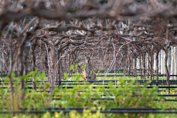 Wild kangaroo (euro) hiding among the vineyards, eating grass in the wine fields. Iconic kangaroo framed by the vineyards and the grass. Barossa valley near Adelaide, South Australia