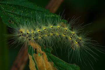 Caterpillar