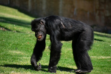 chimp