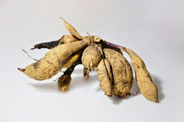 Macro photo of a clubhouse dahlia without land on a white background.  A pure rootless plant tuber.