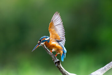 Kingfisher (Alcedo atthis) taking flight from a branch
