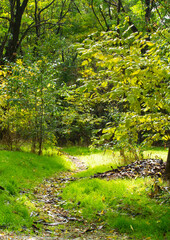 Path into the forest