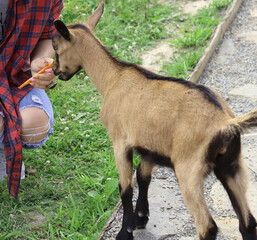 
man and animal. girl feeds a young goat. eats from hands. friendship. farm