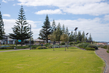 Norfolk Island Pine (Araucaria heterophylla) in the town of Esperance in Western Australia
