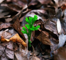 Small green sapling growing in fall, in between fallen autumn leaves.