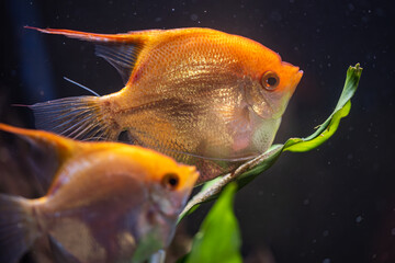 Pair of Gold Pterophyllum Scalare in aquarium, yellow angelfish guarding eggs. Roe on the leaf....