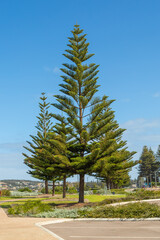 Norfolk Island Pine (Araucaria heterophylla) in the town of Esperance in Western Australia