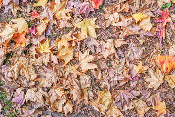 モミジバフウの落葉