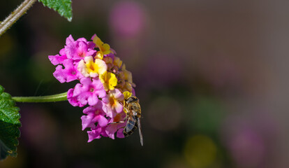 Striped-eyed syrphid on lantana flowers