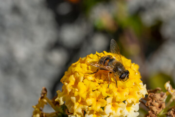 Striped-eyed syrphid on lantana flowers