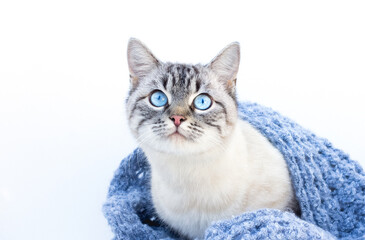Cute cat with knitted blanket at home. Warm and cozy winter