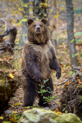 Brown bear (Ursus arctos) standing on his hind legs in autumn forest. Danger animal in nature habitat. Big mammal