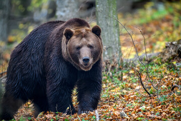 Fototapeta premium Close-up brown bear in autumn forest. Danger animal in nature habitat. Big mammal