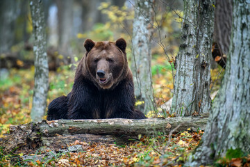 Close-up brown bear in autumn forest. Danger animal in nature habitat. Big mammal