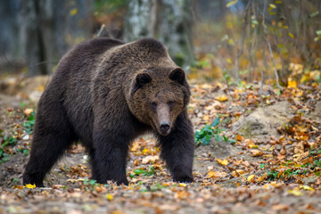 Obraz na płótnie Canvas Close-up brown bear in autumn forest. Danger animal in nature habitat. Big mammal