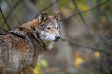 Close up wolf in autumn forest background