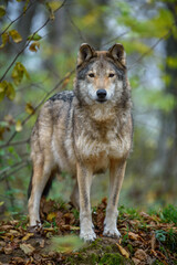 Naklejka na ściany i meble Close up wolf in autumn forest background