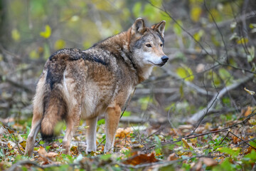 Naklejka na ściany i meble Close up wolf in autumn forest background