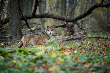 Close up wolf in autumn forest background