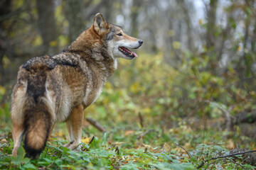Close up wolf in autumn forest background