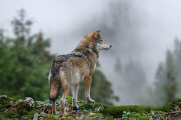 Timber wolf hunting in mountain - 394212371