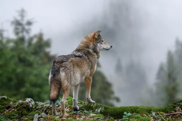 Zelfklevend Fotobehang Timber wolf hunting in mountain © byrdyak