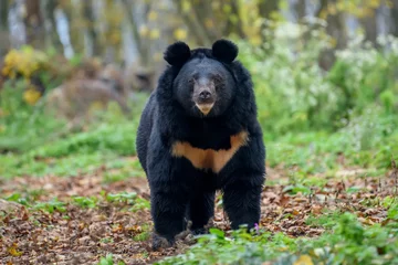 Fotobehang Beer Asiatic black bear (Ursus thibetanus)  © byrdyak