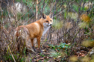 Red Fox, beautiful animal on green vegetation in the forest, in the nature habitat