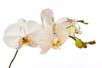 Fototapeta na wymiar Portrait of white-yellow orchid flower on the white background