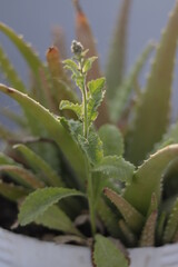 Fototapeta premium grass on a branch