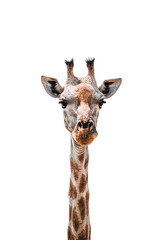 Naklejka premium Giraffe Portrait