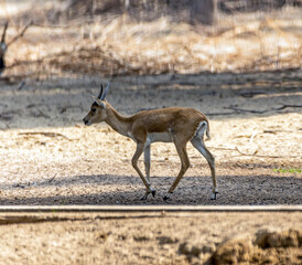 Beautiful Wild Animal Blackbuck Deer (Antilope Cervicapra) or Indian Antelope in Desert