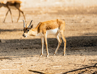 Beautiful Wild Animal Blackbuck Deer (Antilope Cervicapra) or Indian Antelope in Desert