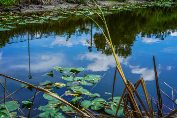 A small pond near our hotel with lily pads, cattails, and beautiful reflections.
