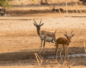 Beautiful Wild Animal Blackbuck Deer (Antilope Cervicapra) or Indian Antelope in Desert