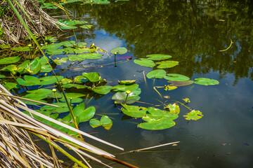 A small pond near our hotel with lily pads, cattails, and beautiful reflections.