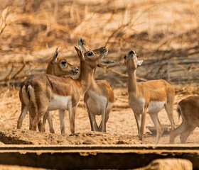 Beautiful Wild Animal Blackbuck Deer (Antilope Cervicapra) or Indian Antelope in Desert