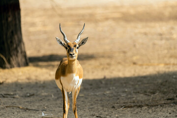 Beautiful Wild Animal Blackbuck Deer (Antilope Cervicapra) or Indian Antelope in Desert