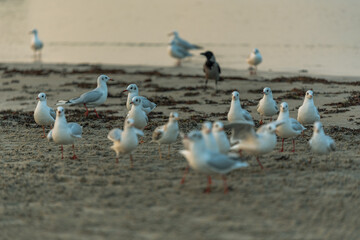 Fototapeta premium one dark bird among many white birds