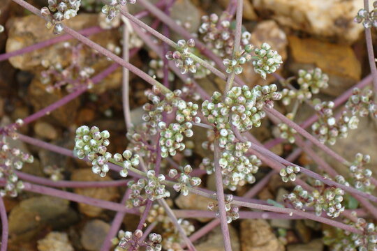 Mediterranean Strapwort (Corrigiola telephiifolia)