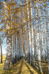 Fototapeta premium Golden autumn in a birch grove. White trunks, yellow foliage.