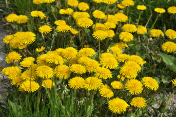 Dandelion (Taraxacum officinale) grows in nature in spring