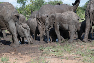 Naklejka premium A family group of African Elephants (Loxodonta africana) enjoying a mud bath in the Tiimbavati Reserve, South Africa
