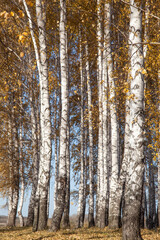 Golden autumn in a birch grove. White trunks, yellow foliage.
