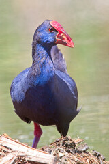 Western Swamphen (Porphyrio porphyrio), adult, Ria Formosa Natural Park, Algarve, Portugal.