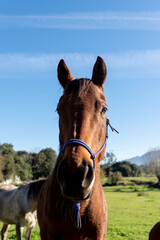 Obraz premium vertical portrait of the head of a nice and gentle brown horse in the field on a sunny day with the blue sky in the background. pets concept.