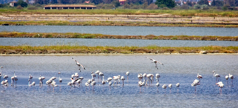 Flock of Greater Flamingoes (Phoenicopterus roseus) on the Kalloni Salt Pans, Lesvos, Greece.
